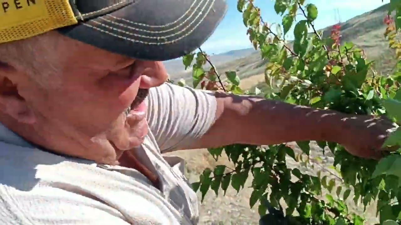 Kayısı Budama