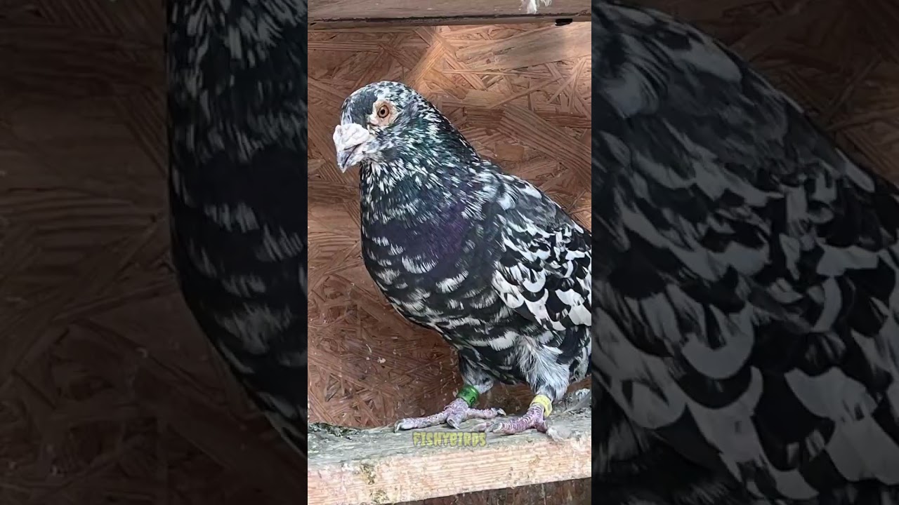 Homer Pigeons🕊🕊 #shortsyoutube #shortsfeed #homerpigeon #homingpigeons #fancypigeon #fancy #pigeon