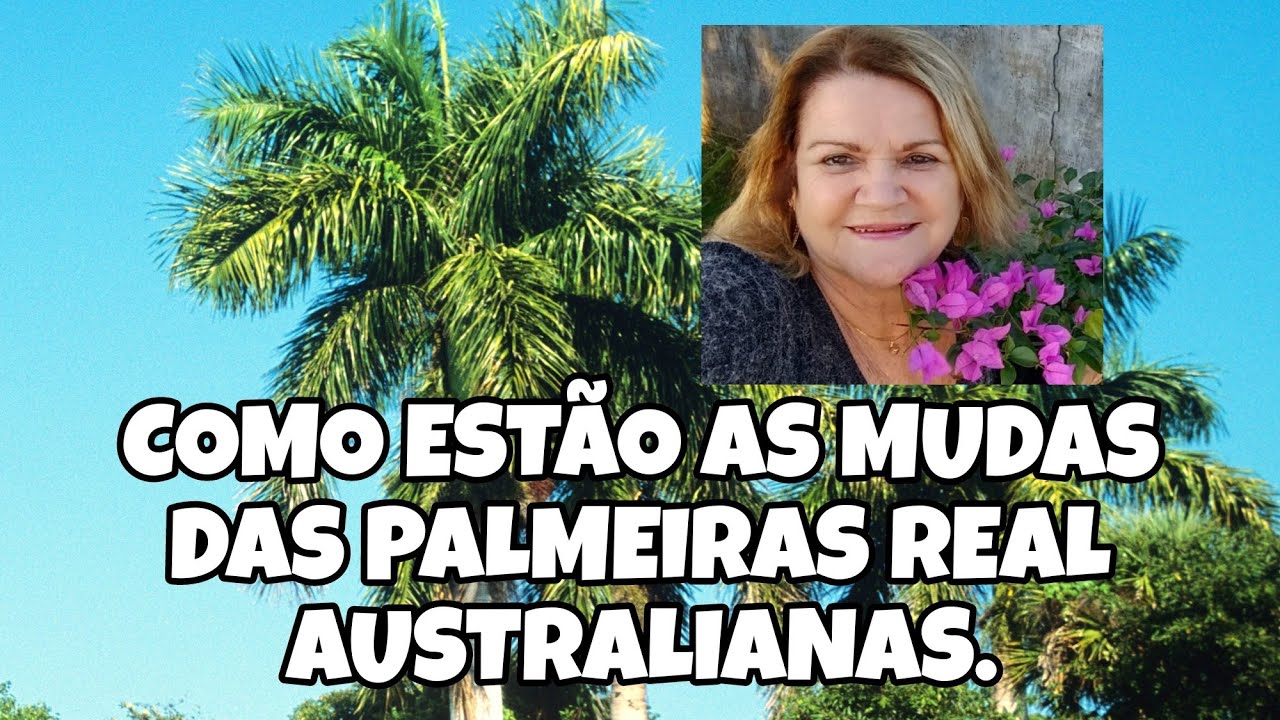 COMO ESTÃO AS PALMEIRAS REAL AUSTRALIANAS DEPOIS DE 3 ANOS PLANTADAS POR SEMENTES (a pedidos).