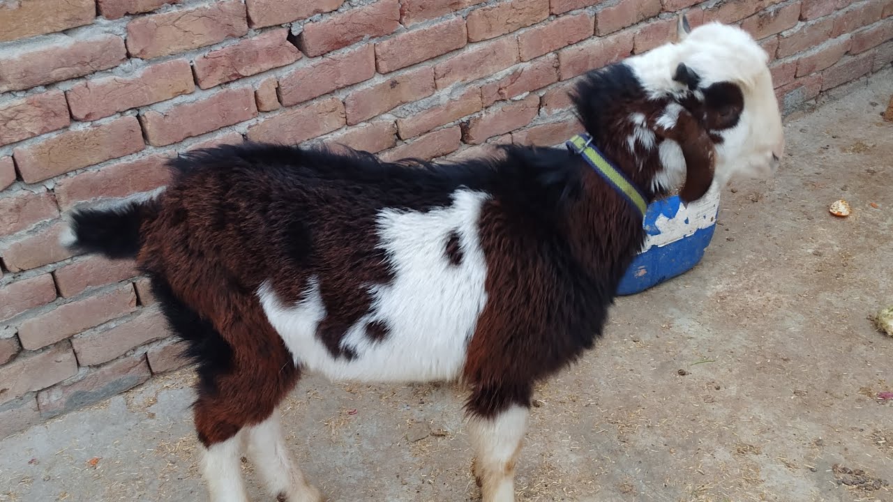 Aj Hamary Bakery ko Sardi Lag Gai 💔 [Chaudhary Pets vlog]