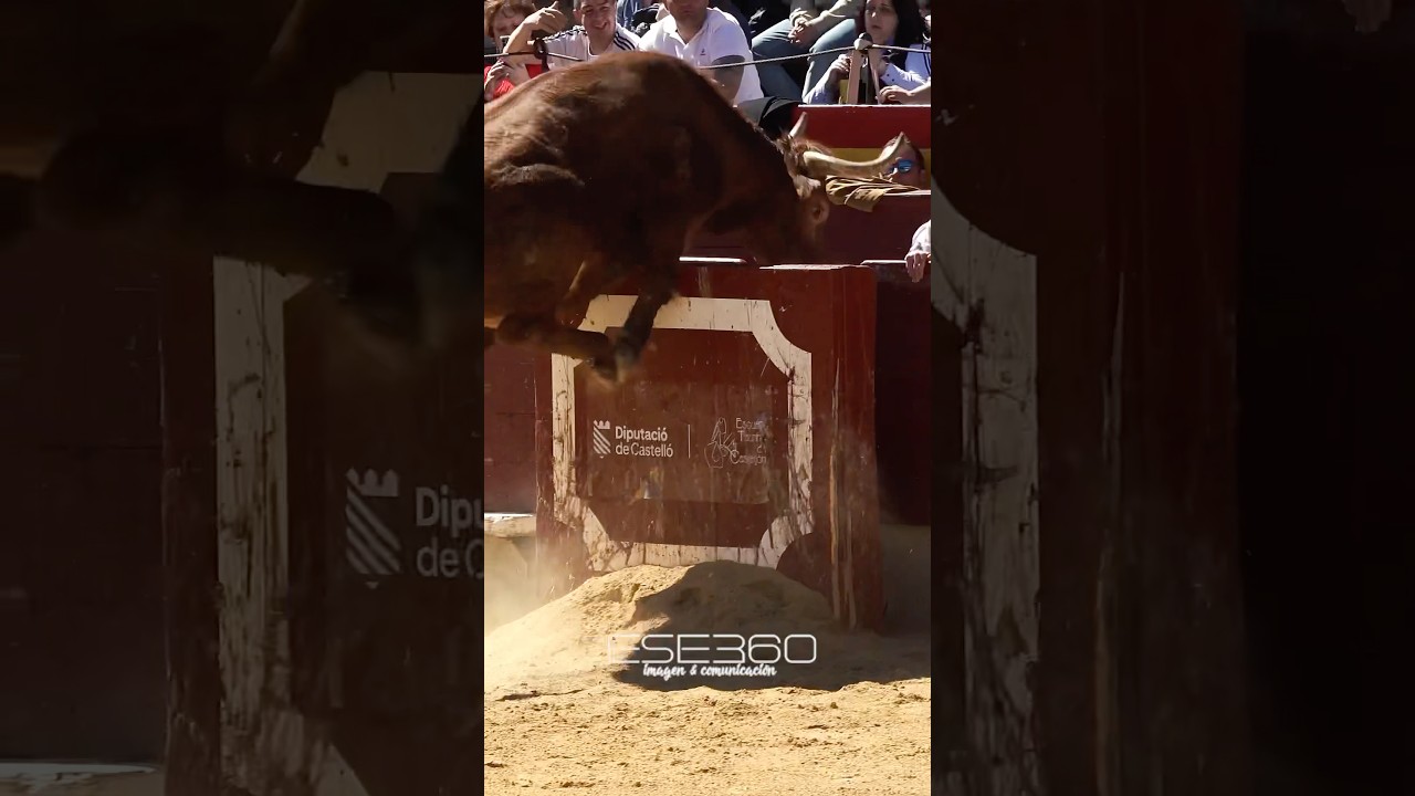 &iexcl;TORO BRAVO DE ARRIAZU SE ESCAPA! 😱 #risk #bull #toros