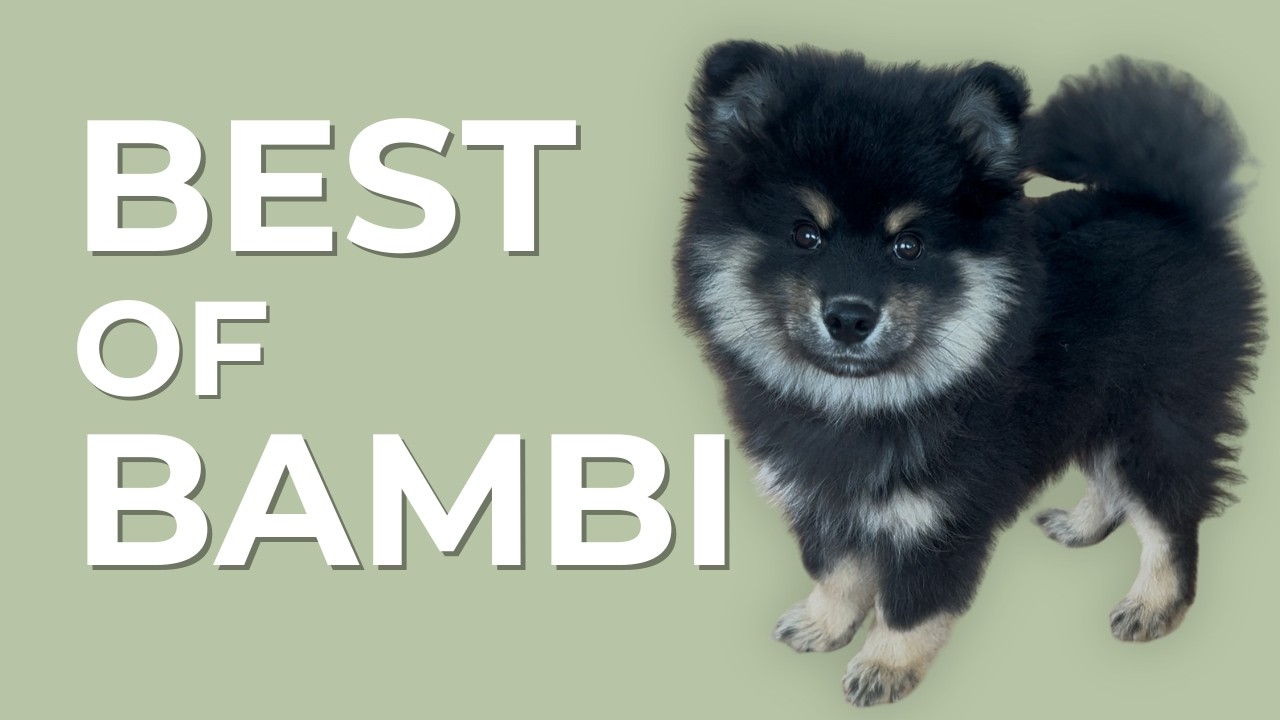 Cute Finnish Lapphund Puppy Compilation 🐾 | Best of Bambi #puppy #dog #cutedog #cute