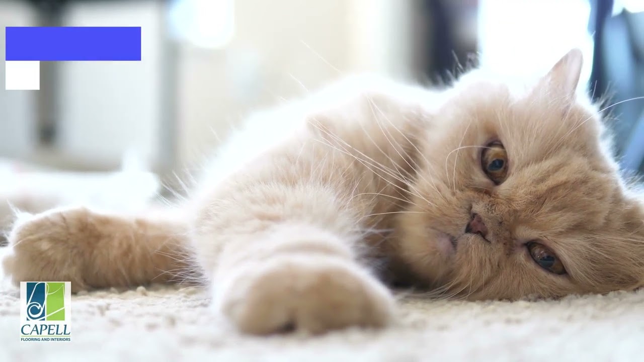 Puurfect Floors - New Floors in Boise Idaho #capellflooring #boiseidaho #boisefloors