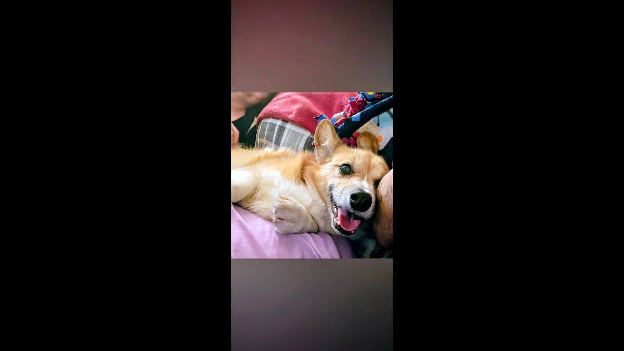 Finding the elusive Corgi goblin in the cabin loft.