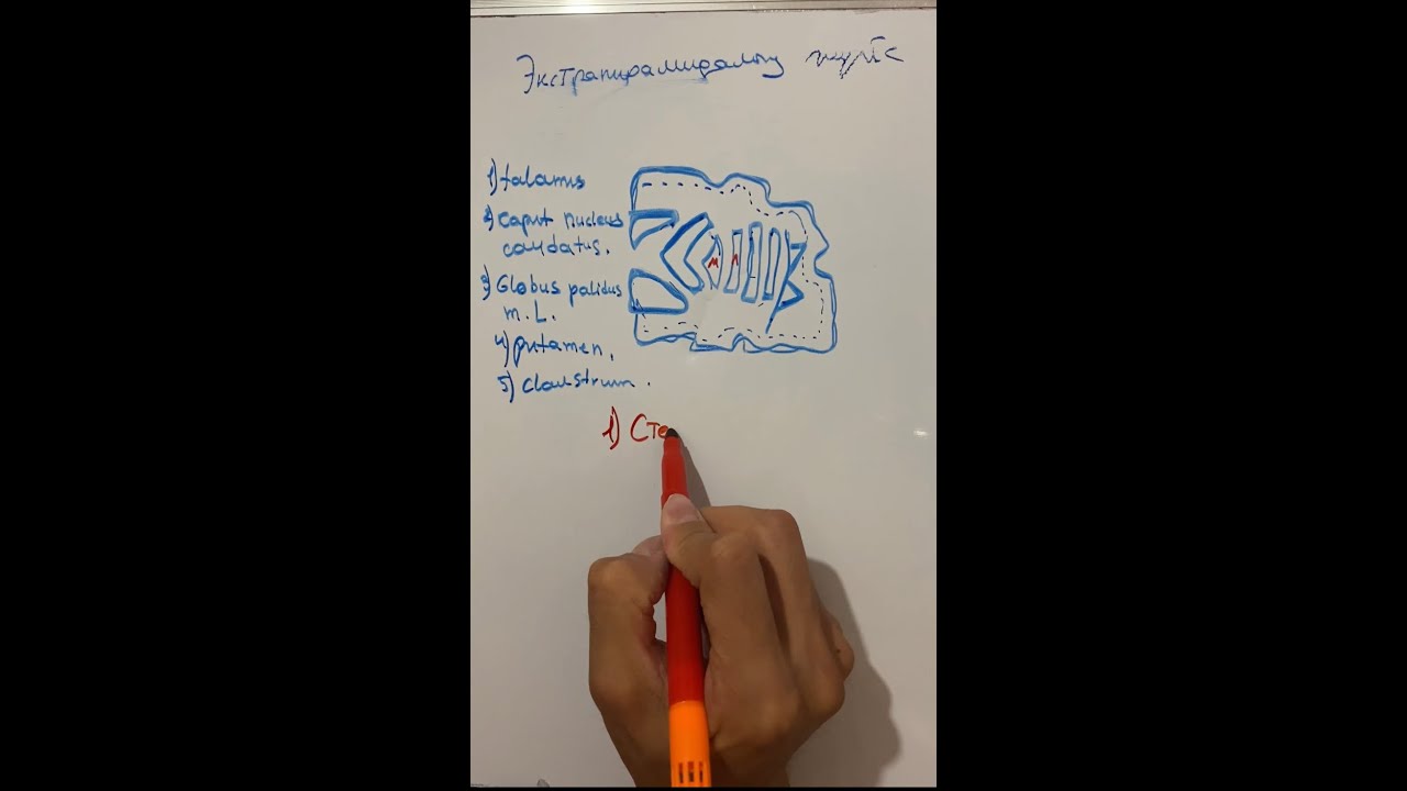 Экстрапирамидалык жол(жалпы неврология)