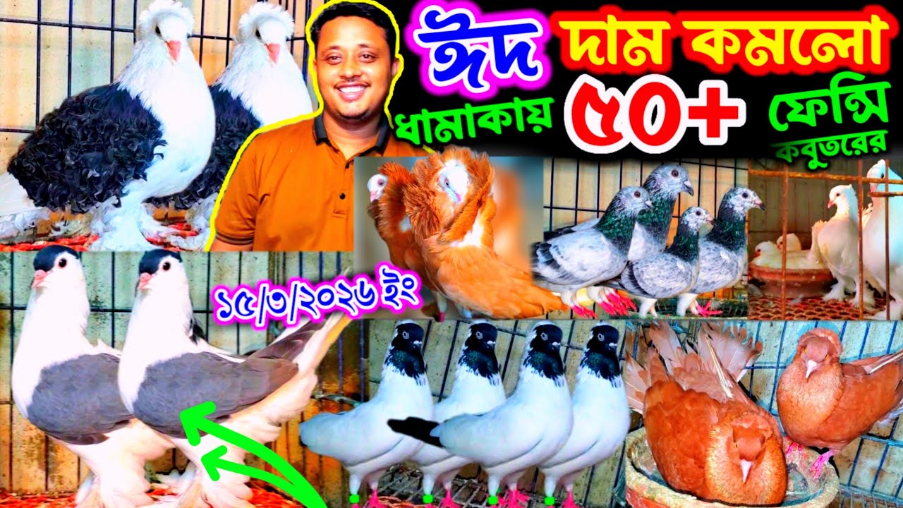 আবারো দাম কমলো ৫০+ ফেন্সি কবুতরের | বাচ্চা সহ কবুতর বুঝে নিন ঈদ ধামাকা অফারে | সবচেয়ে কমদামে কবুতর |