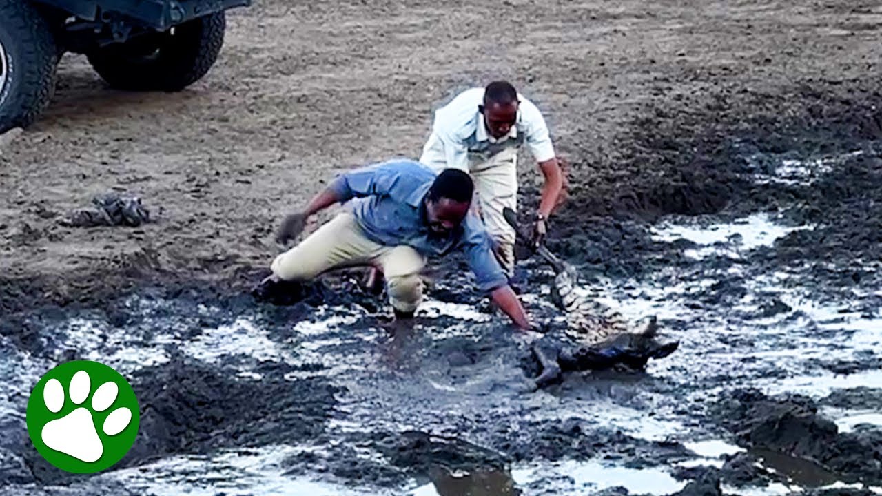 Brave men climb into mud to rescue baby zebra