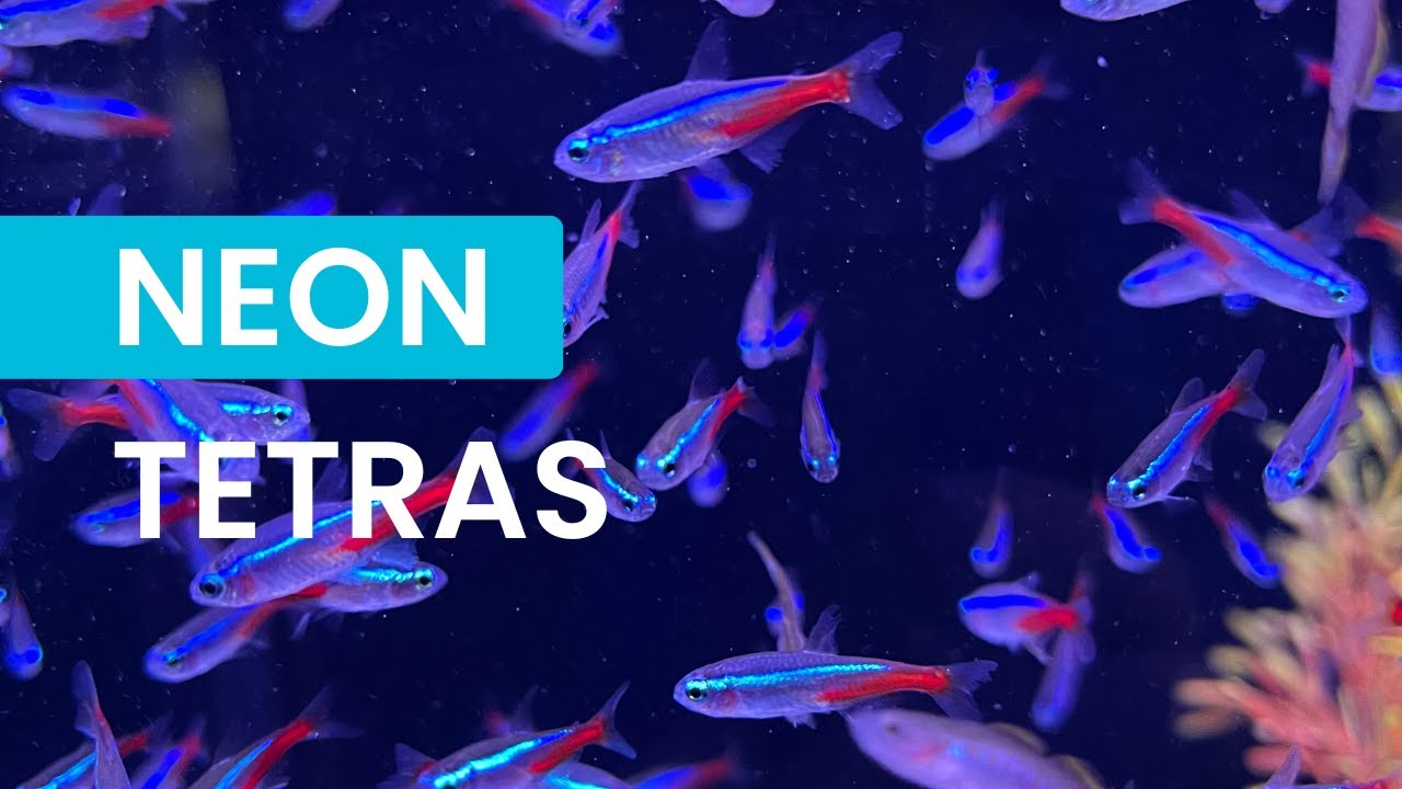 Neon Tetras: Tiny Fish, Huge Aquarium Charm!
