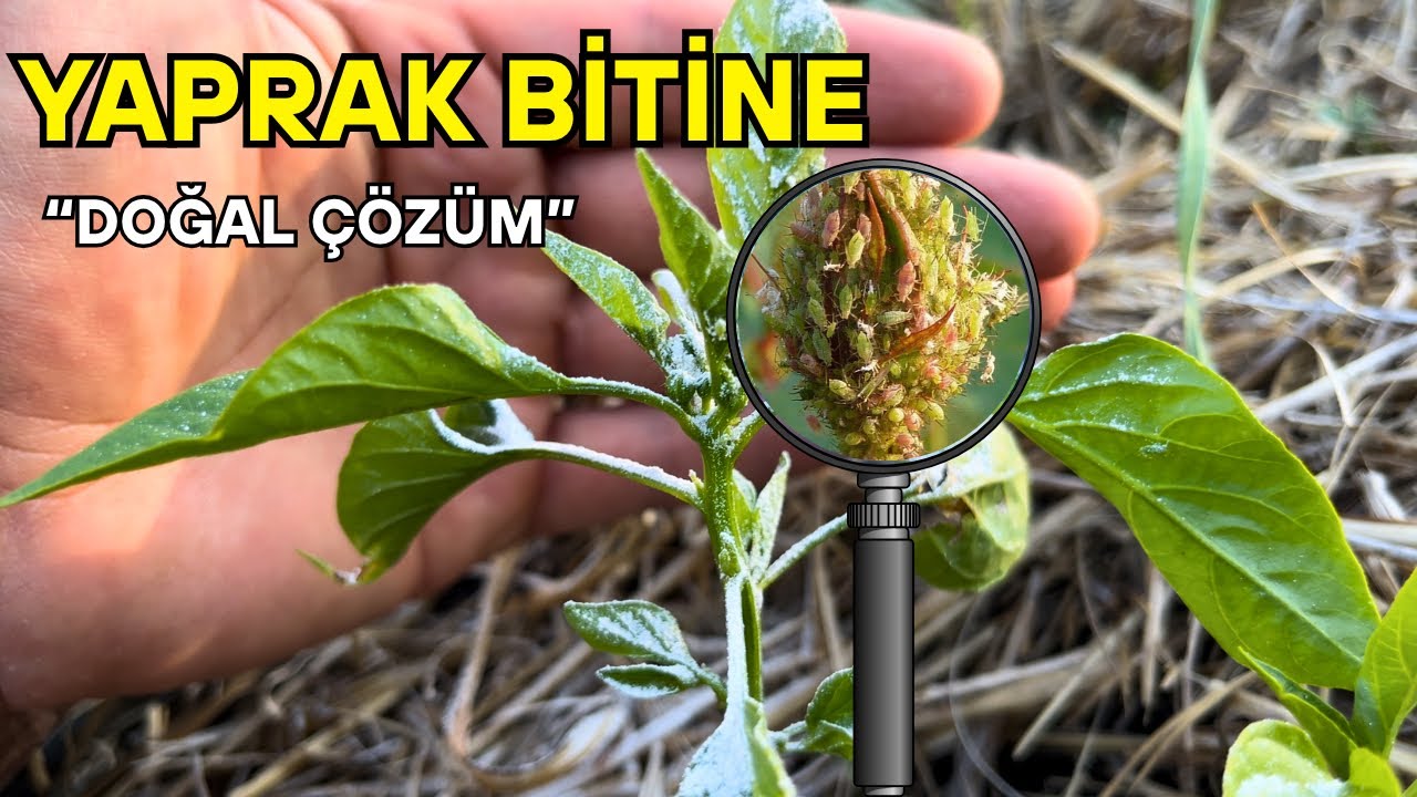 Zehirsiz Çözüm: Yaprak bitleri  Pekmez Toprağı ile 2 günde Yok Oluyor