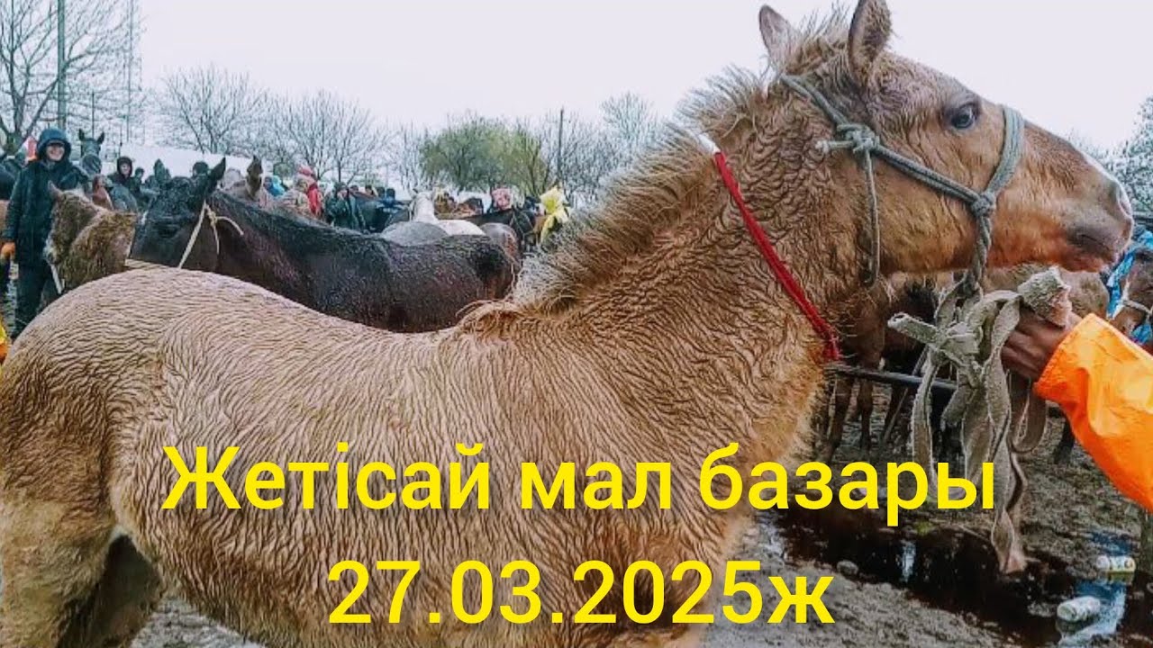 Жетісай мал базары.Жылқы бағалары.27.03.2025ж.
