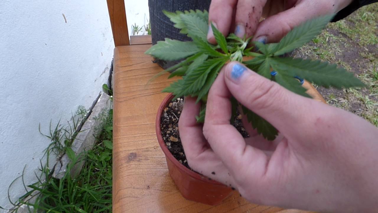 Cultivo en Casa - Macho o Hembra?