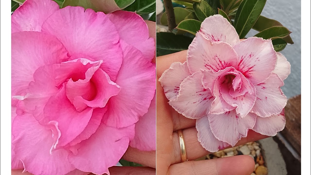Rosa do Deserto estão com poucas flores por causa da chuva 🌹🌸🌼🌺🌷💮🏜️#rosadodesertoflores 
