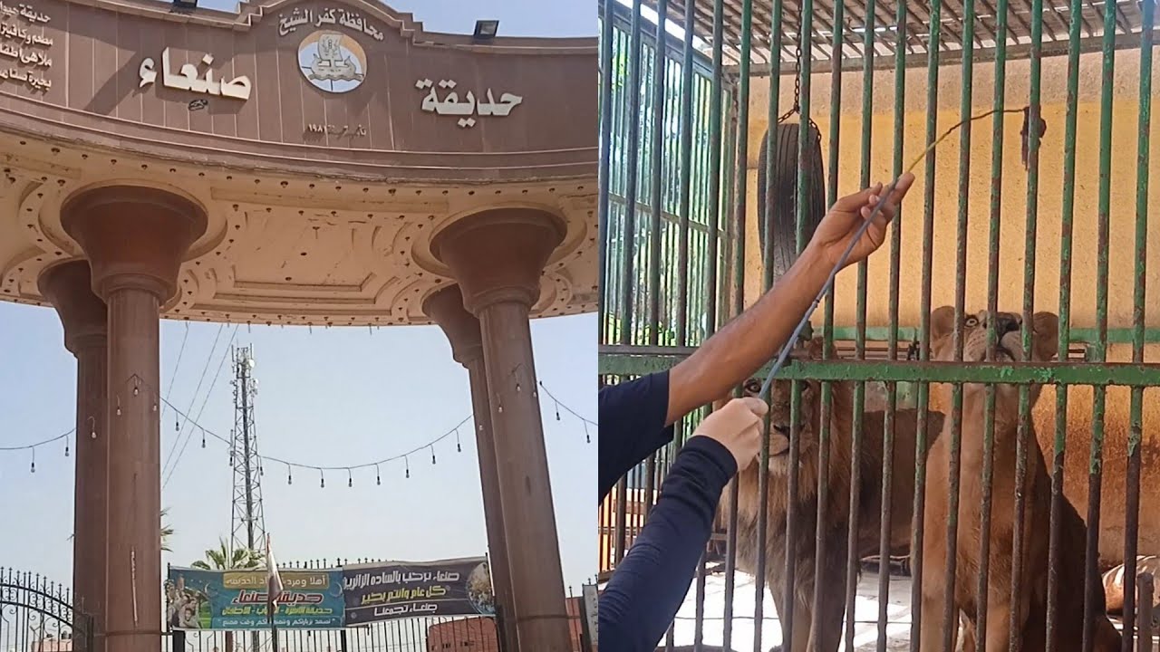 جولة في حديقة صنعاء بكفر الشيخ  ومواقف طريفة @ جولة وخبر