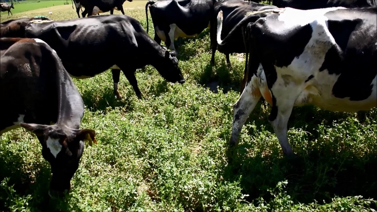 Dairy cows grazing a lucerne break