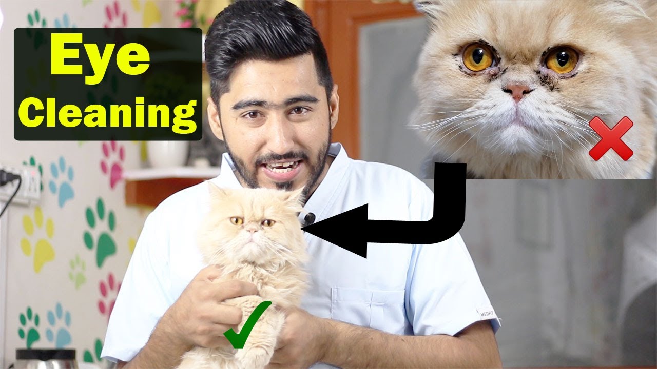 Tear Stains in cats || How to clean eyes? || Vet Furqan Younas