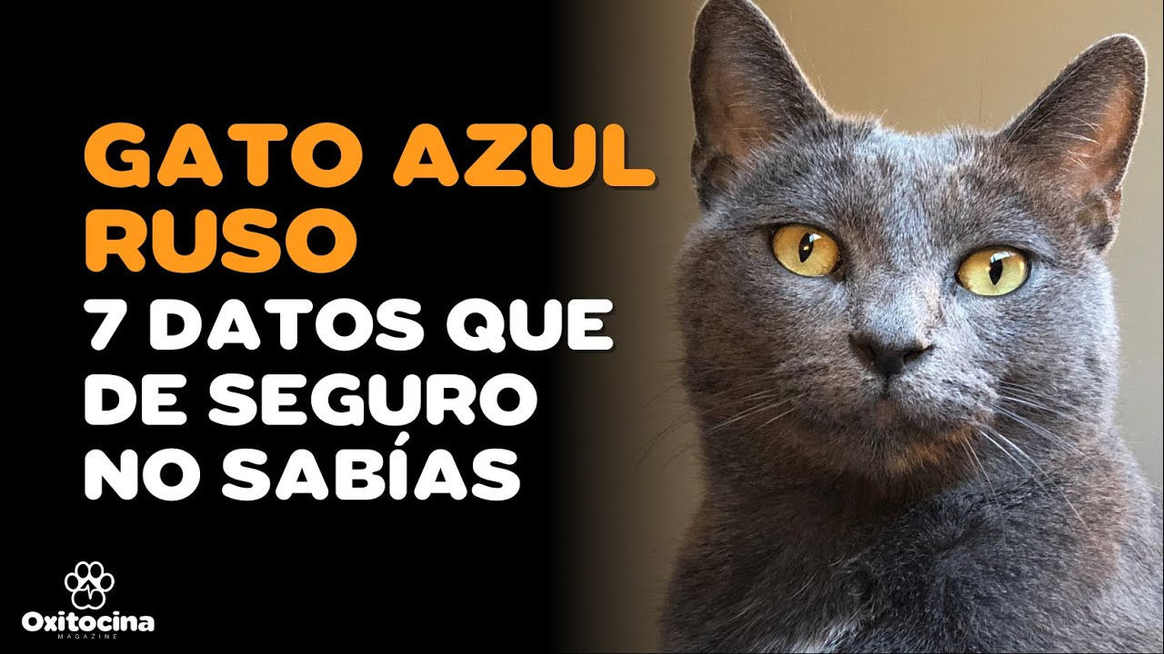 GATO AZUL RUSO : 7 CURIOSIDADES QUE DEBES CONOCER