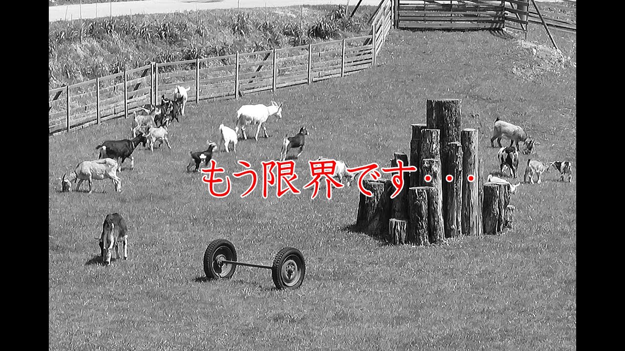 もう限界です…突然のご報告大変申し訳ありません　2025年9月30日