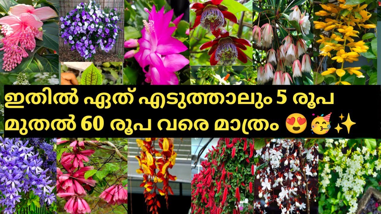 ഇതിൽ ഏത് എടുത്താലും 5 രൂപ മുതൽ 60 രൂപ വരെ മാത്രം 😍🥳കൂടാതെ വെറൈറ്റി കളക്ഷൻസും 🥳😍
