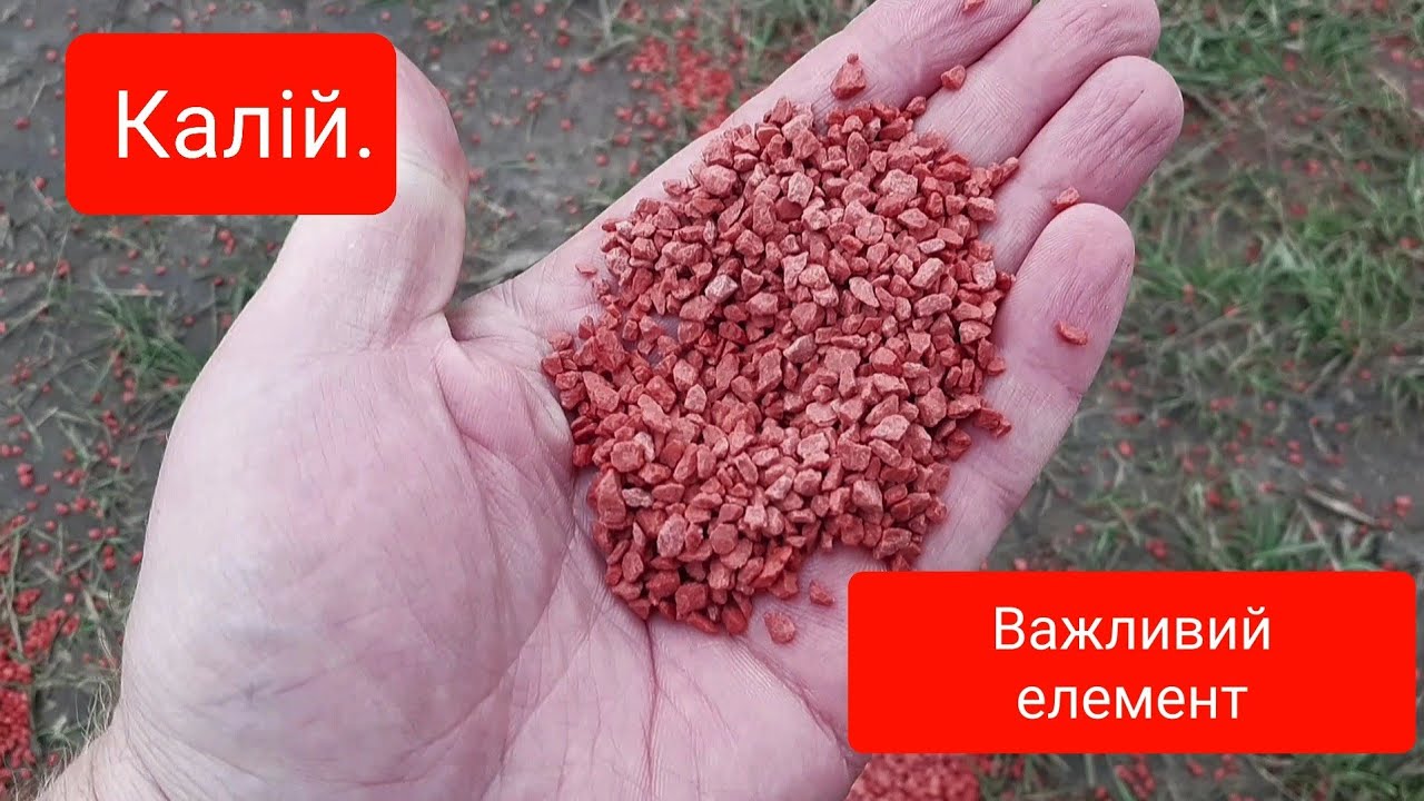 Калій під кукурудзу.Важливий елемент.