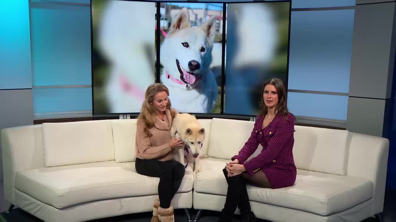 Pet of the Week: Meet Echo!