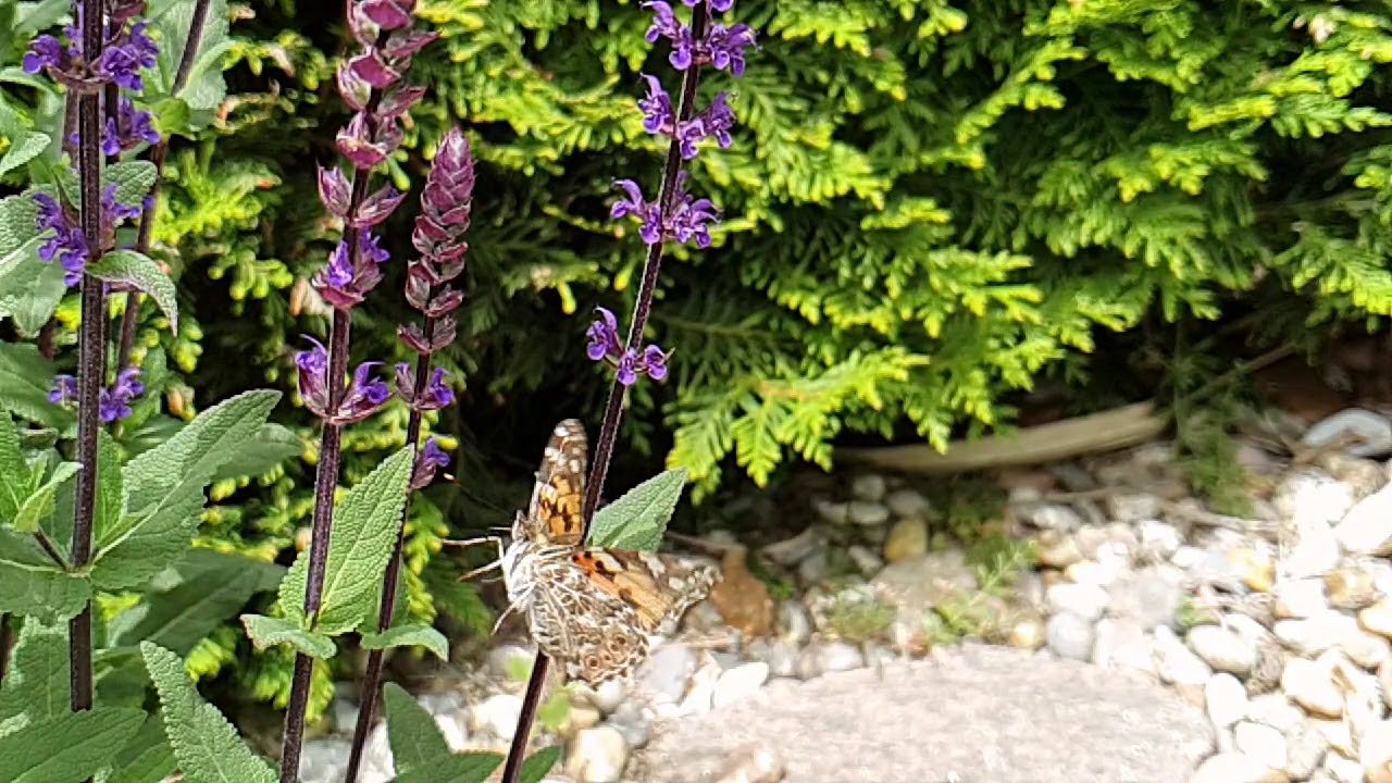 Fj&auml;ril i superslowmotion / butterfly in superslowmotion