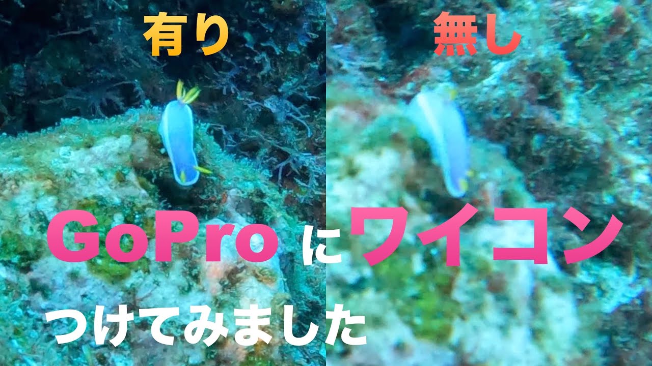 🥑🤿GoPRO10にワイコンAOI UWL-03をつけてみました。得意・不得意はあるの？