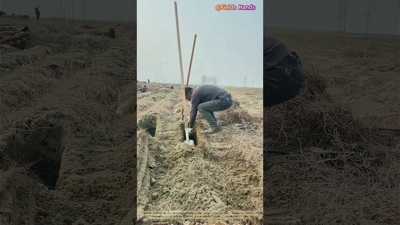 Harvesting Yam: Uncovering Earth's Treasures!