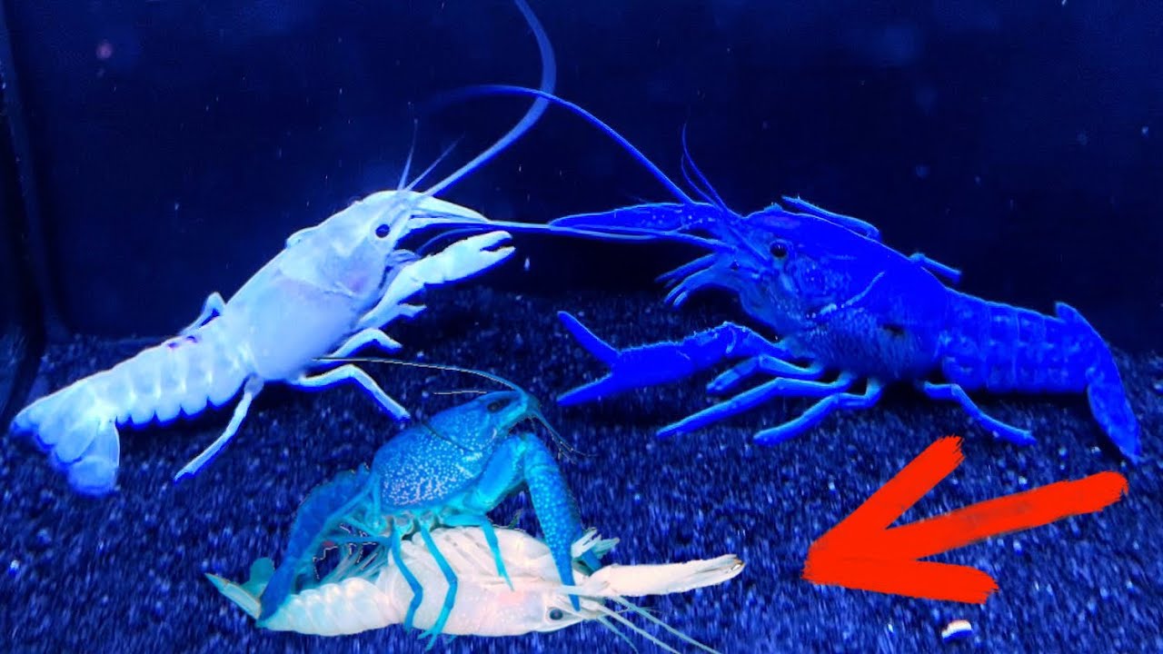 How to BREED, RAISE, & CARE for COLORFUL CRAWFISH LOBSTERS! *Babies*