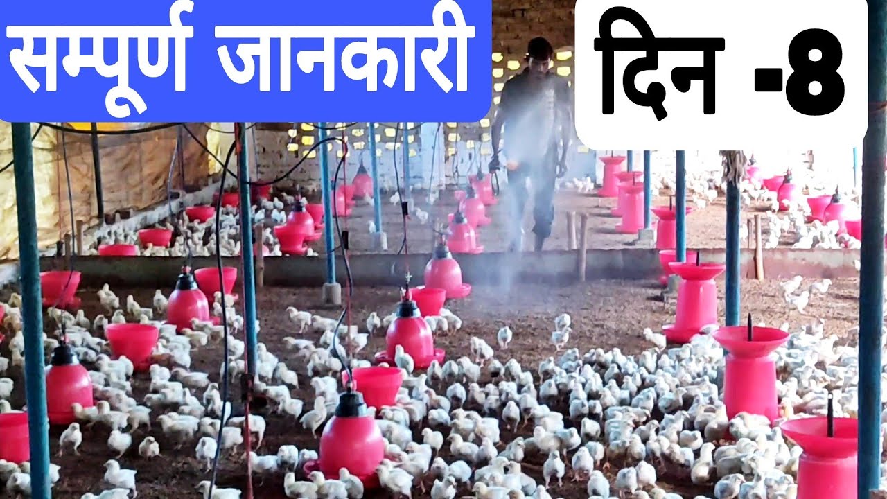 poultry farm me day 8 ki poori jankari.
