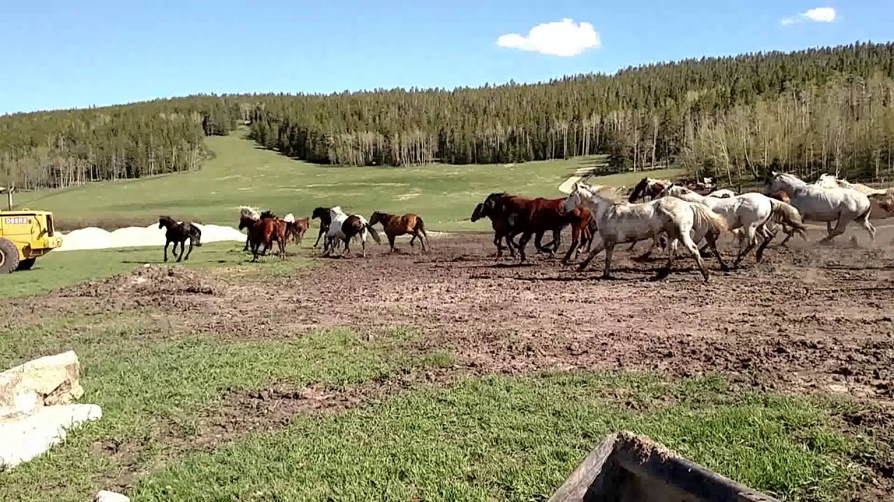 Running the horses in Paradise