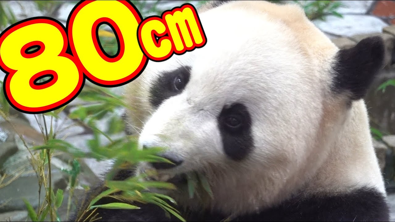アドベンチャーワールドパンダ🐼結浜に至近距離で見つめられた結果🥰【Giant Panda Yuihin】