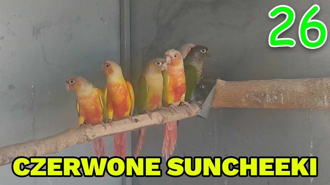 RUDOSTERKI SUNCHEEK, PINEAPPLE / SUNCHEEK - JAKOŚCIOWE, PIĘKNE CZERWONE PAPUGI!