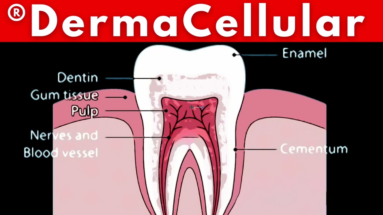 Teeth and Gums - Energy Healing Frequencies