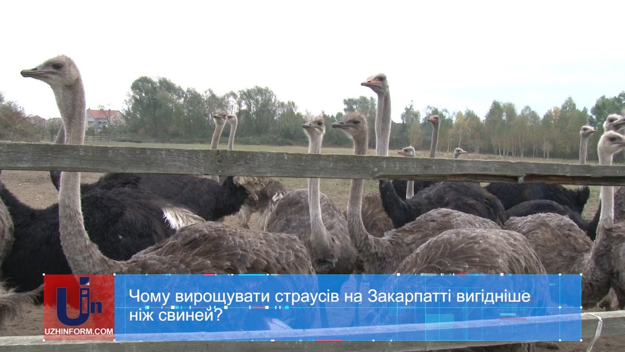 Чому вирощувати страусів на Закарпатті вигідніше ніж свиней?