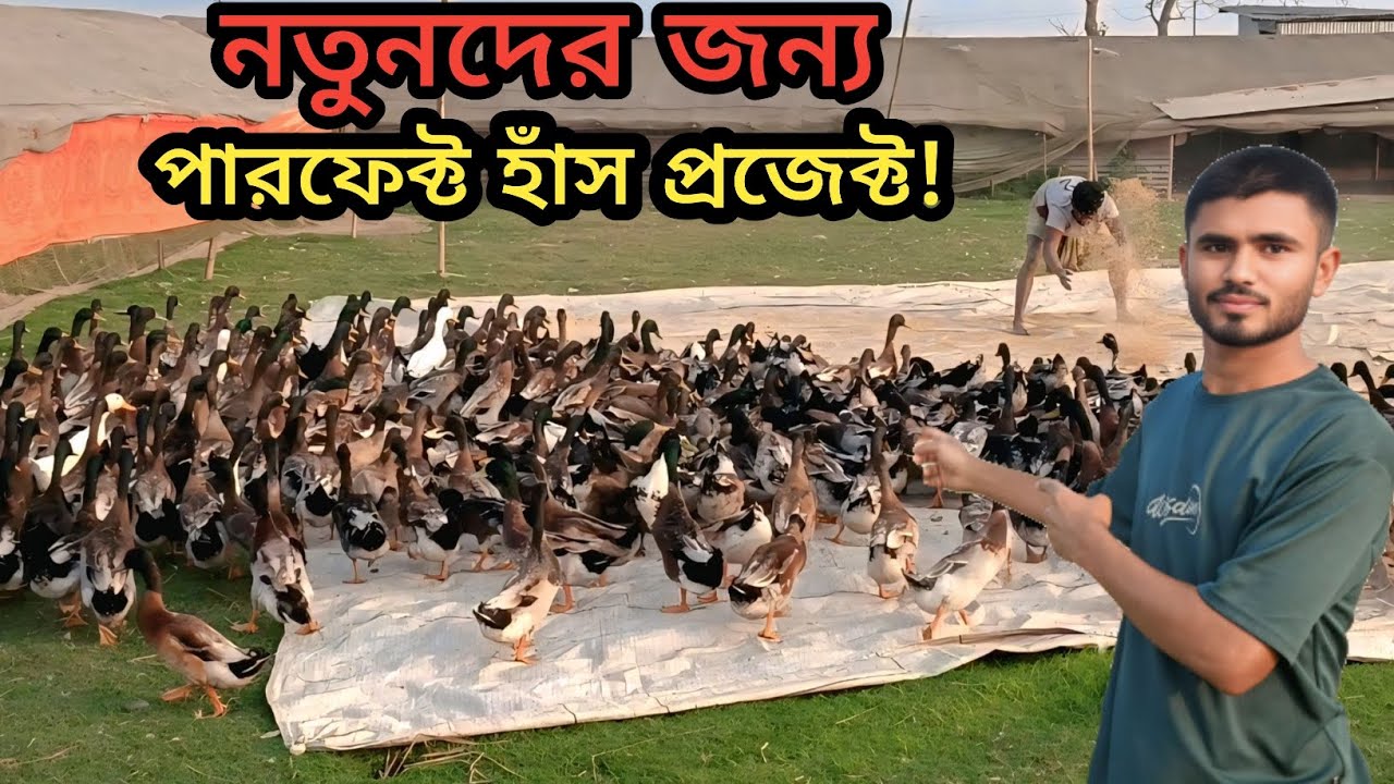 👉 হাঁসের খামার কিভাবে করবেন? | সেড তৈরি থেকে ডিম উৎপাদন | ফুল প্রজেক্ট!