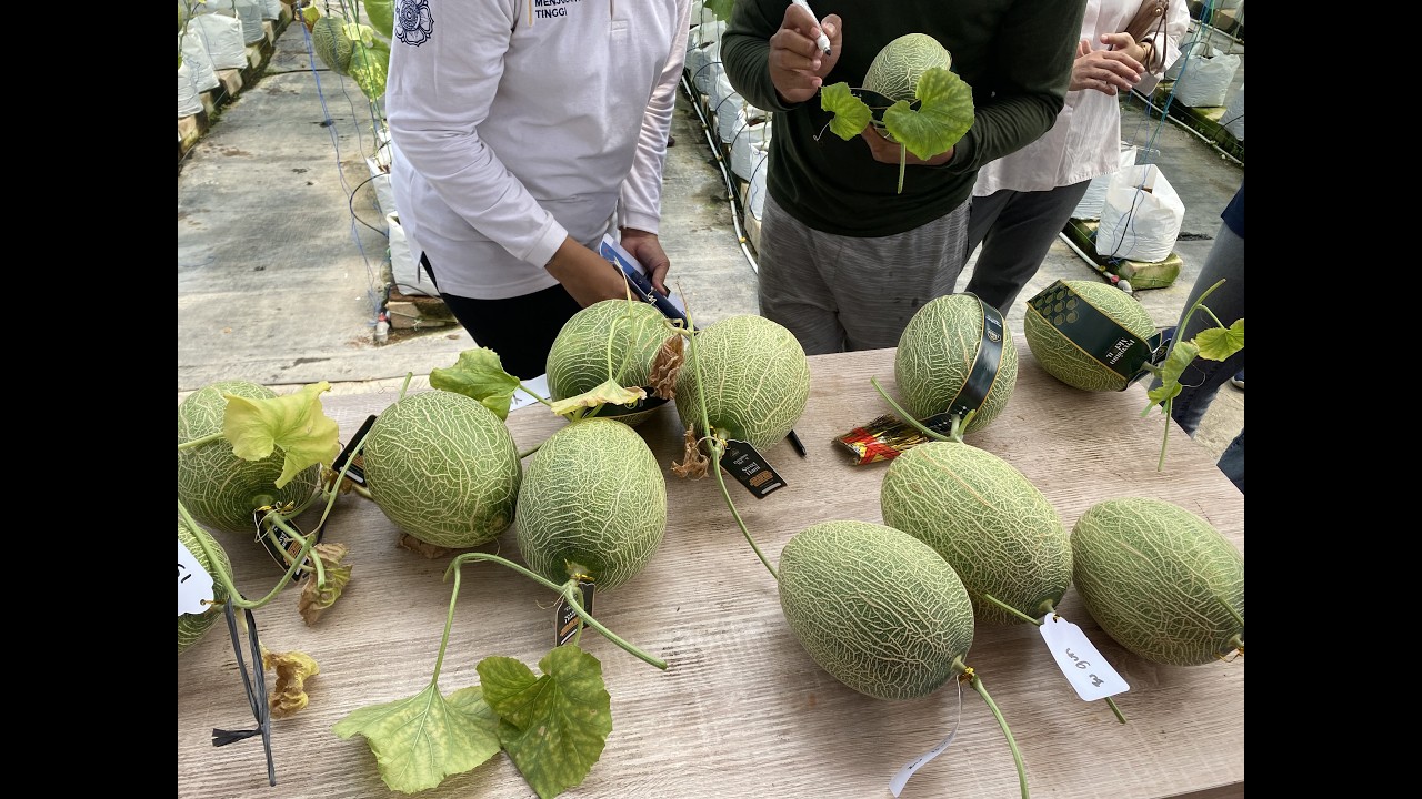 Tim Peneliti UGM Riset Budidaya Melon Premium Hidroponik