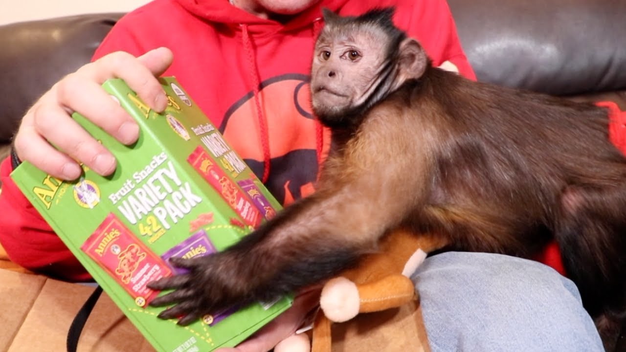 Capuchin Monkey Exciting Mail Unboxing! (INTERNATIONAL MAIL!)