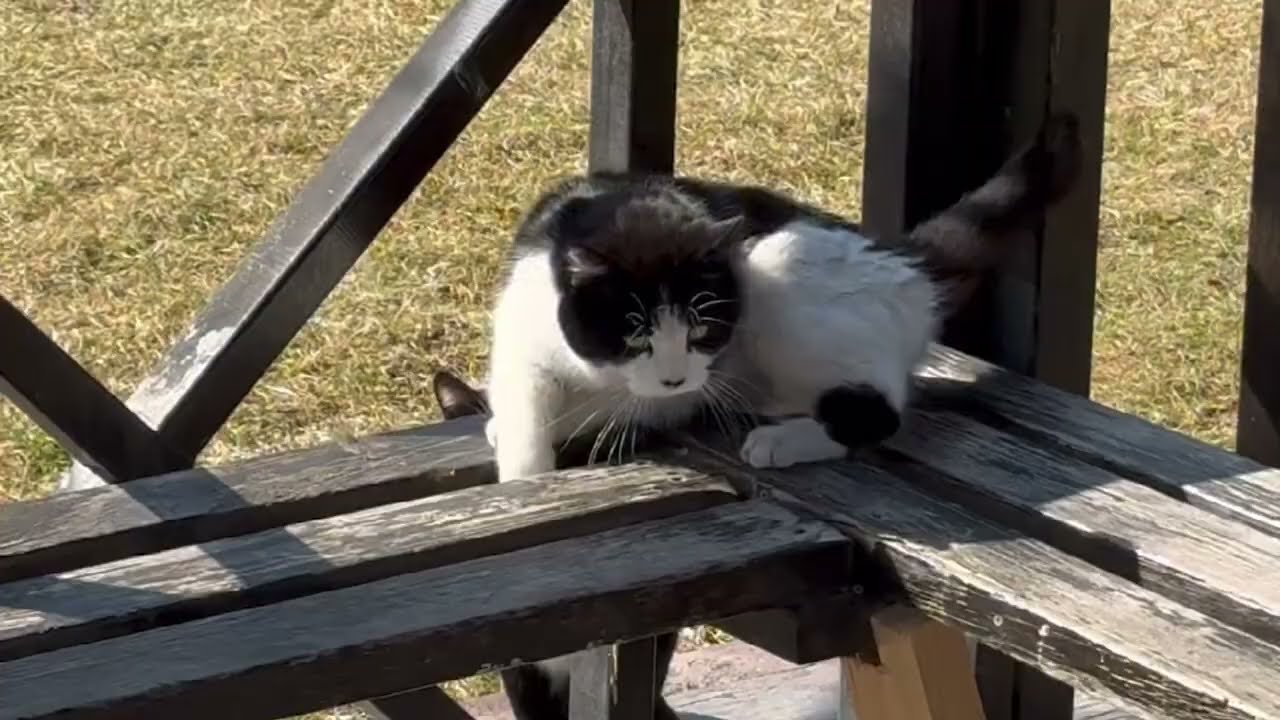 Chonky Cat King Rules the Deck! 🐱✨ #CuteCat #Cat #Cats #CuteCat #CatLovers #CatLife