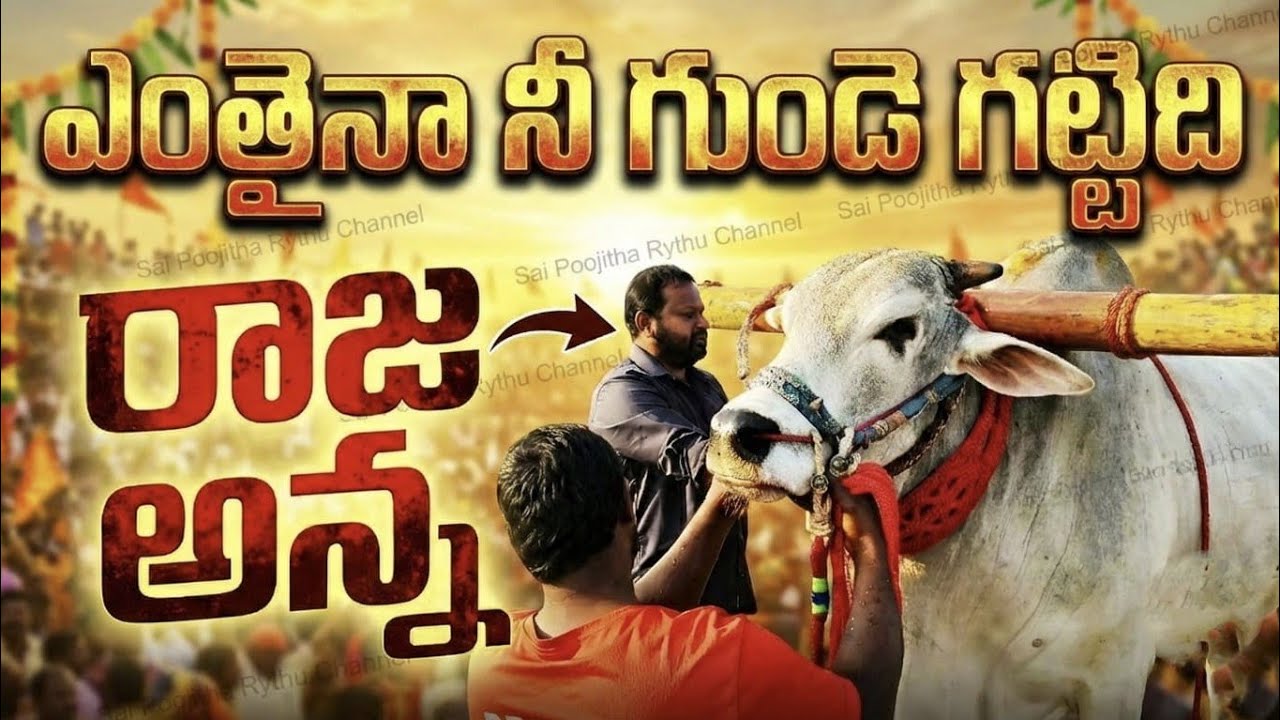🥇🏆కాసన్నెని రాజా చౌదరి గన్నవరం కృష్ణ జిల్లా(✨జునియర్ దాంత&&ఉగ్రతేజా✨).3000 అడుగులు,కేశంపేట సీనియర్స్