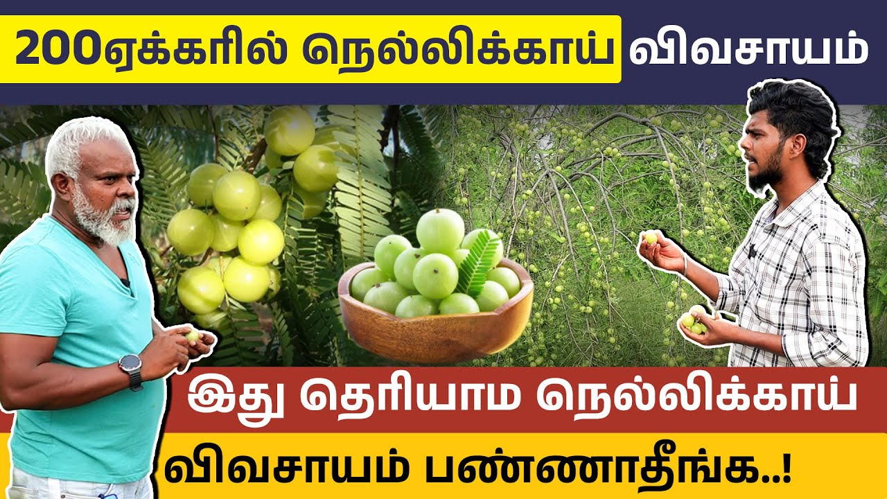 அதிக லாபம் தரும் நெல்லிக்காய் விவசாயம் | Amla Farming Cultivation in Tamil