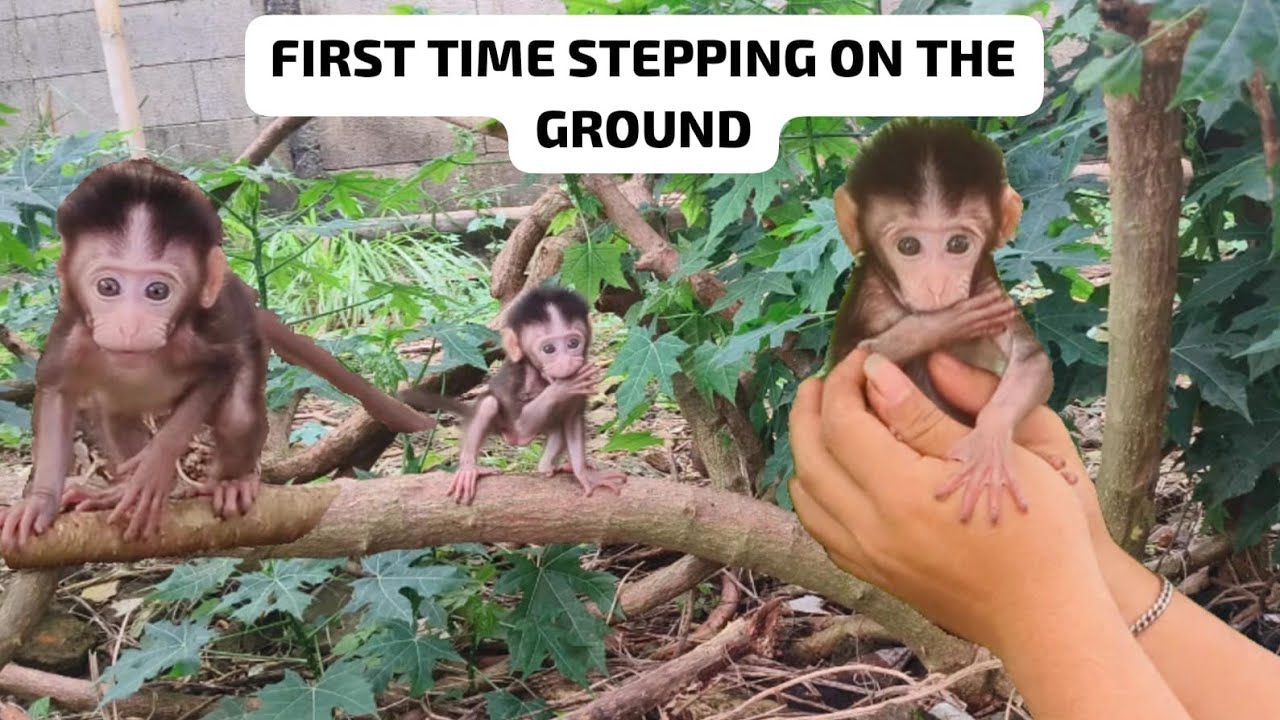 Releasing the baby monkey‼️Baby KulKul is healthy again