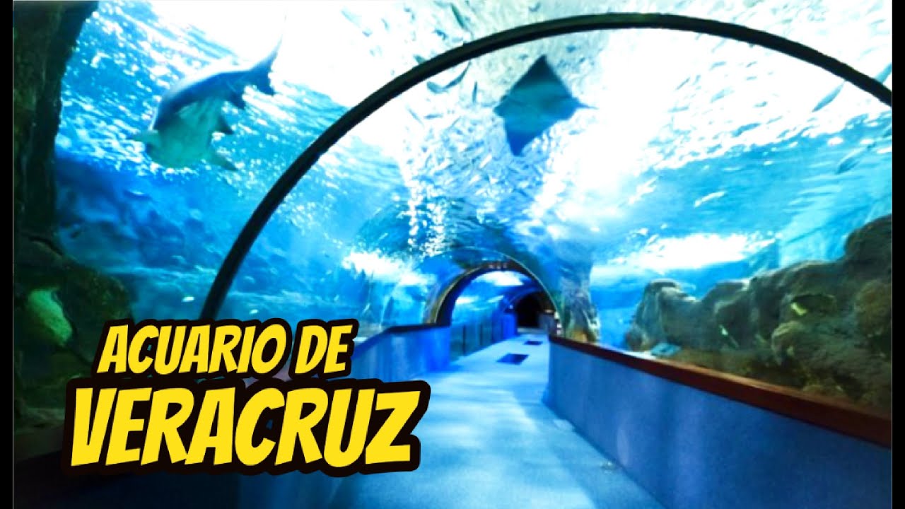 Asi es El Acuario de VERACRUZ el mas grande de Mexico