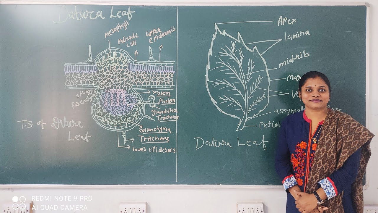 ANATOMY OF DATURA (morphology and Transverse section)