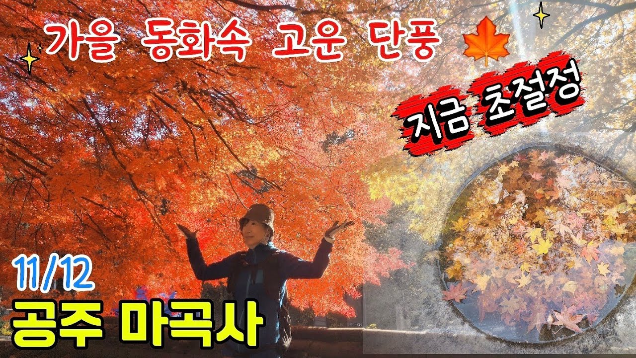 공주 마곡사 ☸️ 가을 동화속 고운 단풍 🍁 지금 초절정 (11/12) 인생샷 포토존 대방출!