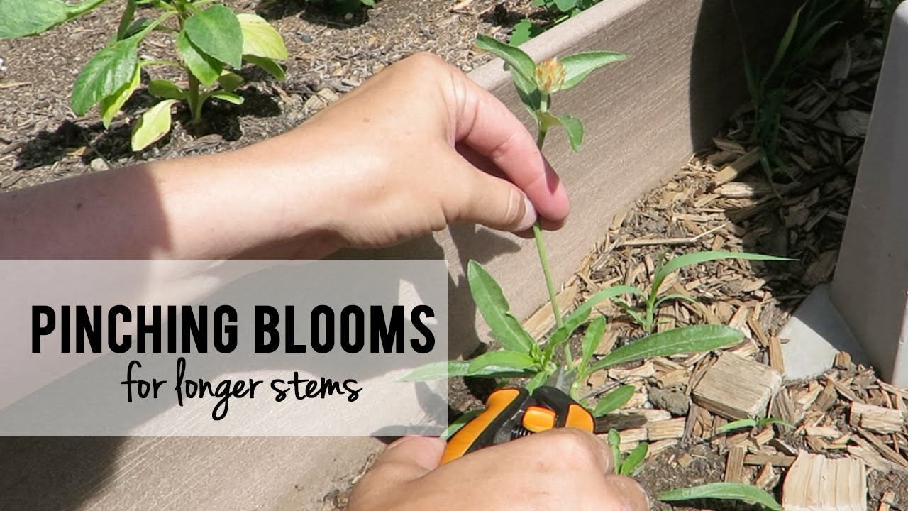 Pinching Cut Flowers for Longer Stems - Calendula, Snapdragons, Gomphrena, Orlaya, Yarrow, & more!