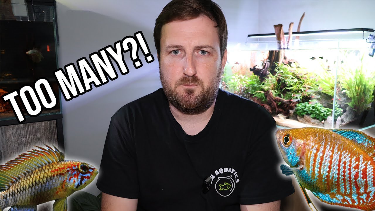 Is Your Aquarium Overstocked? What It Really Means for Your Fish
