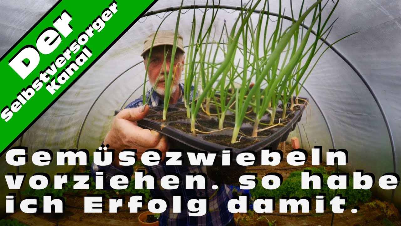 Gemüsezwiebeln erfolgreich vorziehen. So mache ich es.