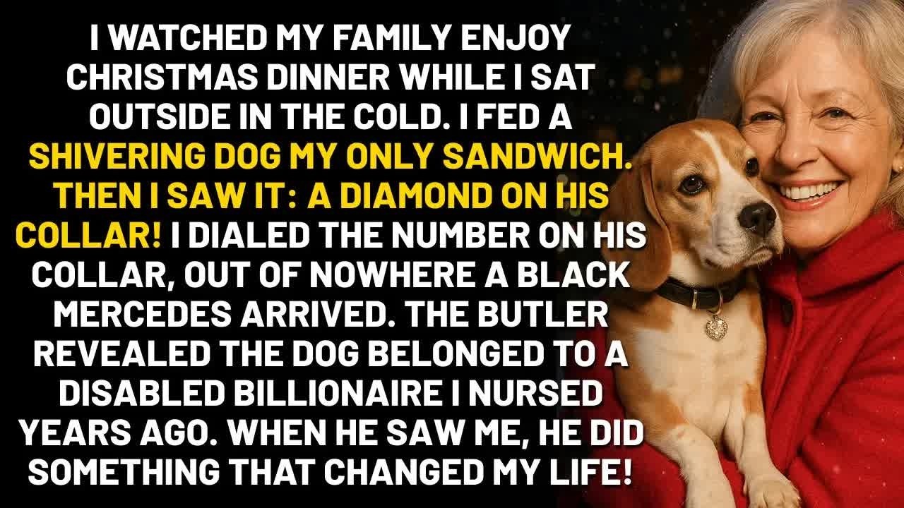 My Family Ate Thanksgiving Dinner While I Sat Outside  I Fed A Stray Dog  The Dog's Collar Had