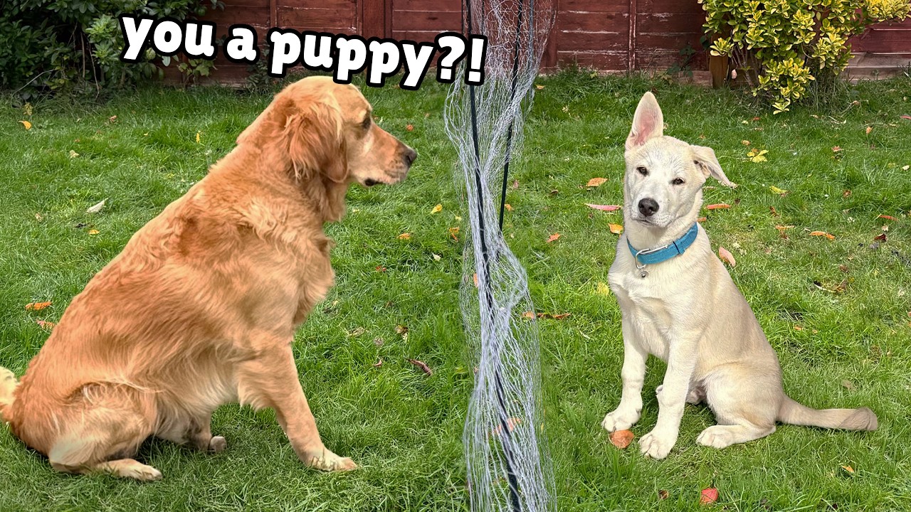 Golden Retriever Meets Giant Crazy Rescue Puppy and Helps Find Forever Home