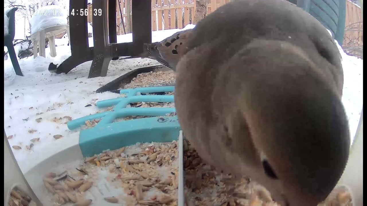Birds lover ❤️ 